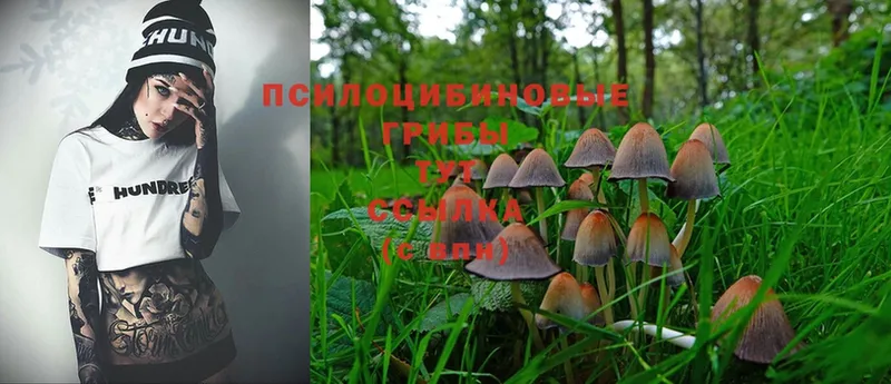 цена наркотик  Ак-Довурак  Псилоцибиновые грибы Psilocybine cubensis 